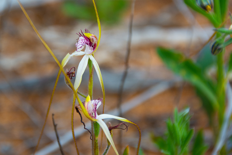 White Spider-orchid in bloom.