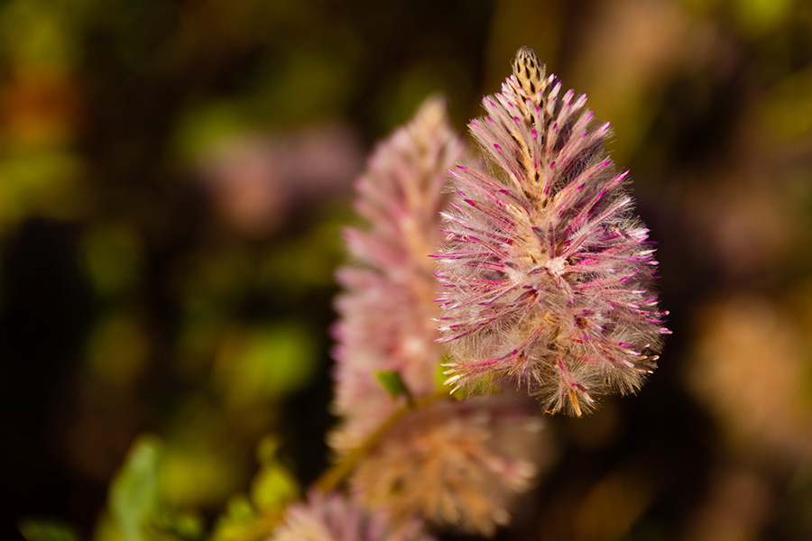 Close up of the Mulla Mulla Flower.