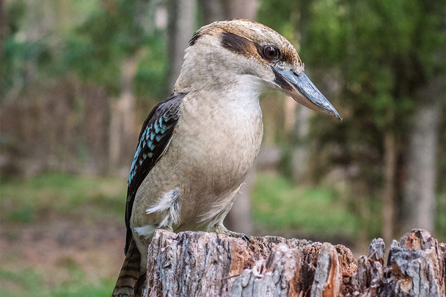 A close up, side angle image of a kookaburra perched on top of a log.