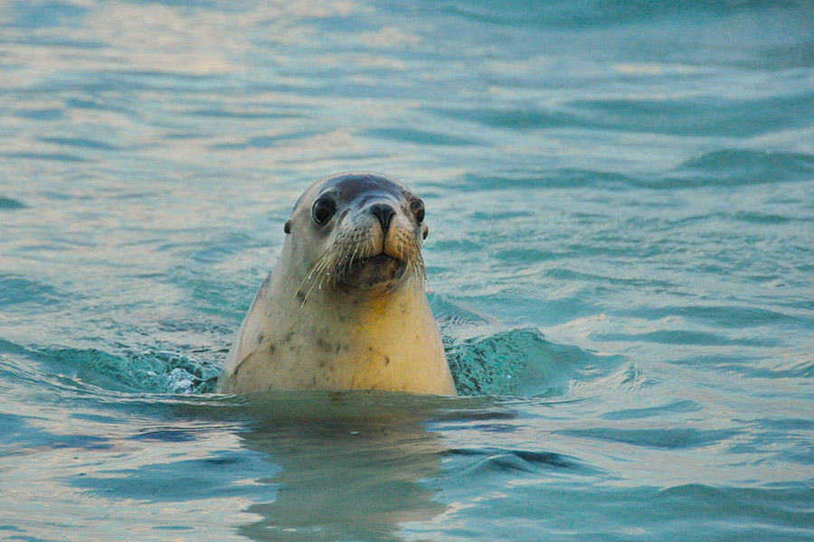 A seal pokes its head up out of the water.