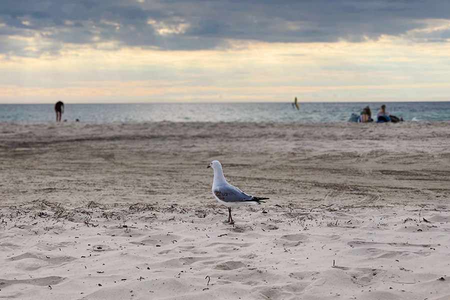 A profile of a lone seagull standing on sand. There's a blurred background of the ocean with a hazy setting sun.