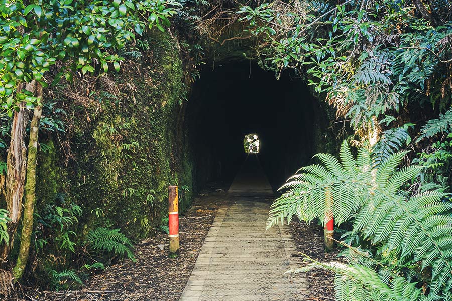 Zeehan's Spray Tunnel entrance. The opening is clear but around the tunnel arch is overgrown with ferns and other greenery. There's a small dot of light centred in the tunnel darkness to indicate the exit.