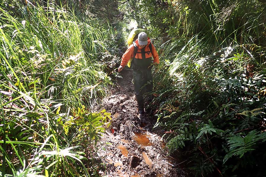 A hiker watches his step as he vaigates a very muddy section of track. The track is nearly engulfed in thick greenery.