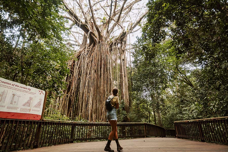 A girl is standing on a boardwalk wearing denim shorts, boots, a yellow t-shirt and a bag, staring up at a large tree with low hanging branches that droop like large strands of hair.