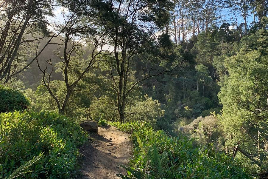 The weather was clear and the trails primo, making for a great ride! A rocky bike path surrounded by green forestry, blue sky and fluffy white clouds poking through the tops of the trees and sunlight streaming through the branches.
