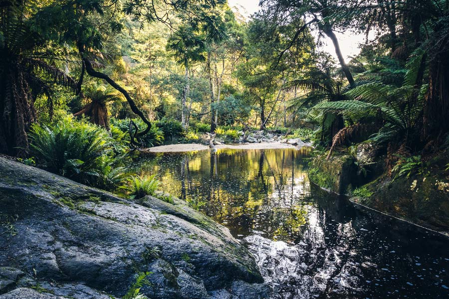 We made a few stops along the way to take in the lush forest. A tepid creek is surrounded by vivid green forestry and bushes, reflecting the yellow-green of the flora and fauna, lit by the warm sunlight streaming through the top of the trees.