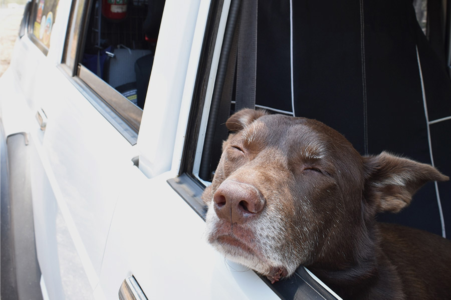 Dog's head hanging outside a 4WD window.