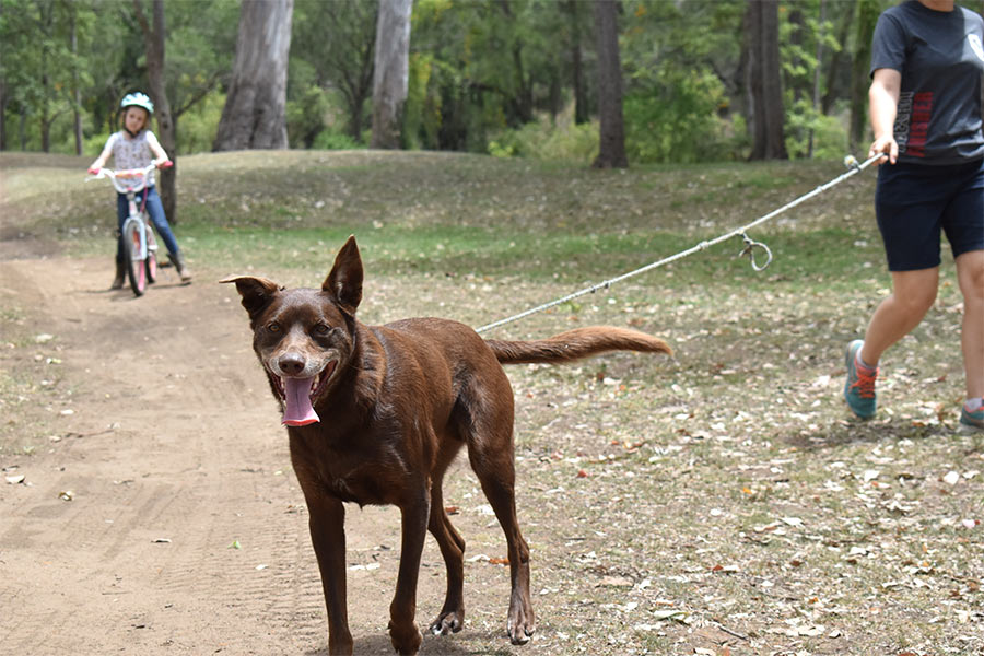 Walking the dog with a long lead out in the bush.