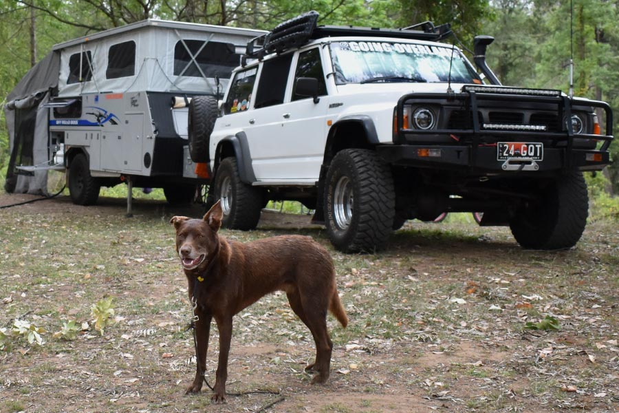 Dog standing in front of vehicles.