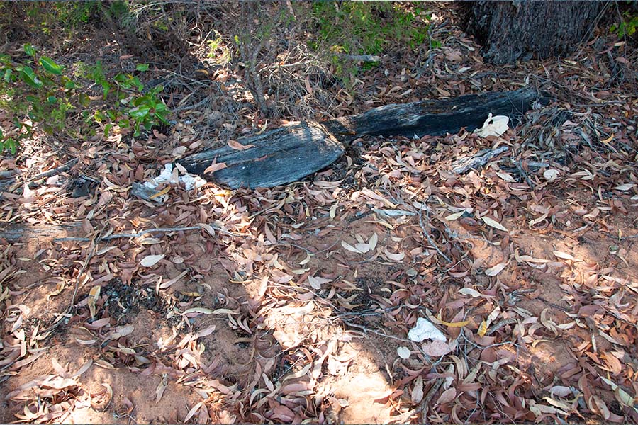 Pieces of toilet paper strewn across a leafy floor with wood, twigs, and bark. 