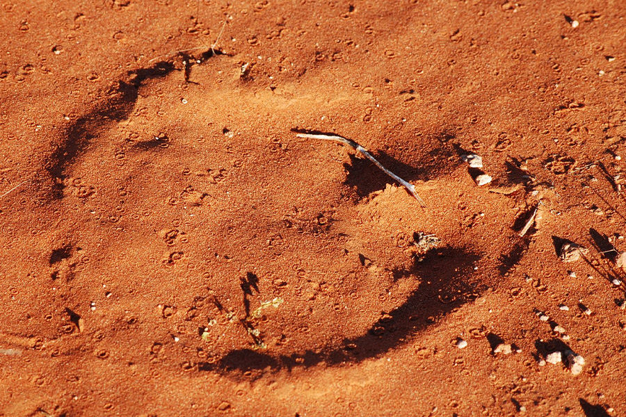 An animal track in red dirt. 